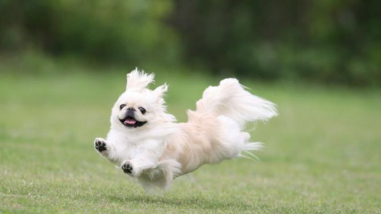 愛犬が空を飛ぶ 飛行犬 とは 全国の撮影所や撮り方 注意点を解説 ペトコト