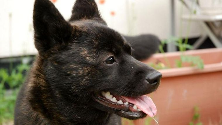 甲斐犬のしつけは難しい 性格を踏まえたしつけ方法をトレーナーが解説 ペトコト