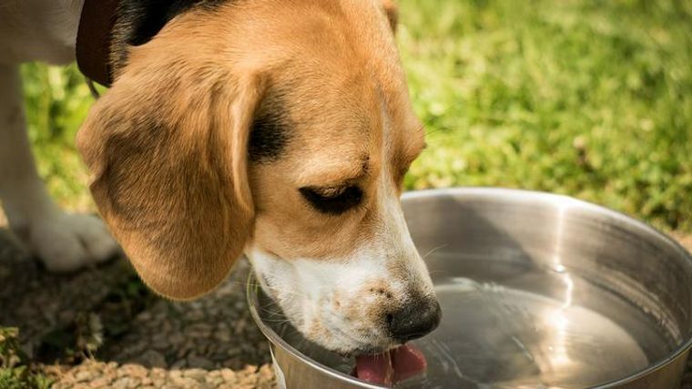 おしゃれな犬の水飲みおすすめ12選 スタンド型や散歩などシーン別の選び方を紹介 ペトコト