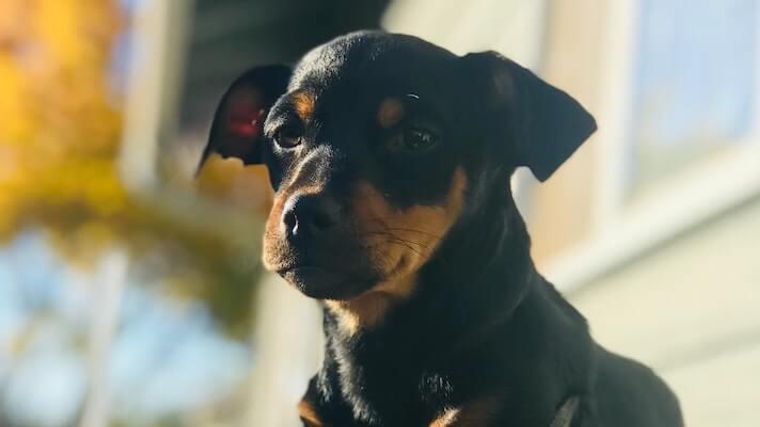 犬も仮病を使う 見分け方や対処法などを行動診療科獣医師が解説 ペトコト