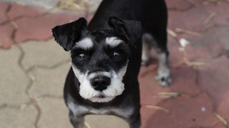 犬の食中毒に要注意 症状や気をつけたい食べ物について獣医師が解説 ペトコト