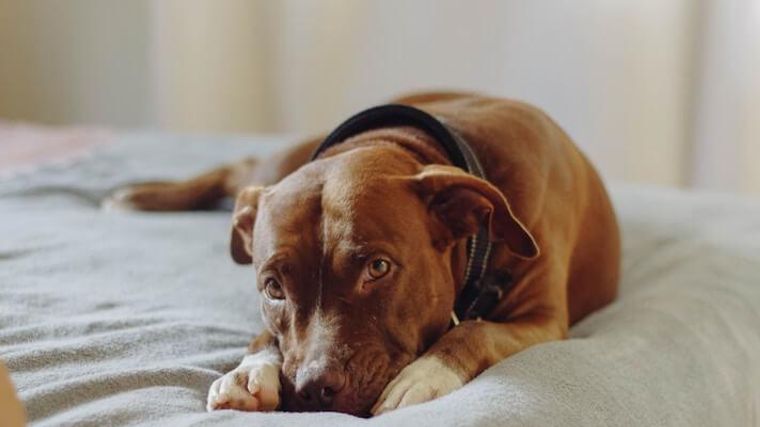 犬のクッシング症候群 原因 症状 検査 診断 治療法 予防法などを獣医師が解説 ペトコト
