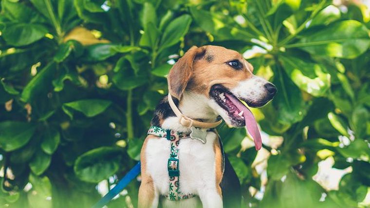 犬用マナーパンツ サニタリーパンツ おすすめ7選 おしゃれなものや機能的なものまで ペトコト