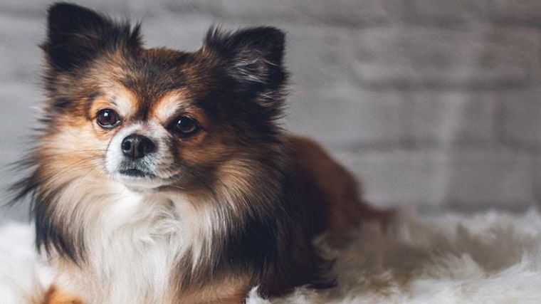 犬の血液検査 検査概要 注意事項 結果の見方を獣医師が解説 ペトコト