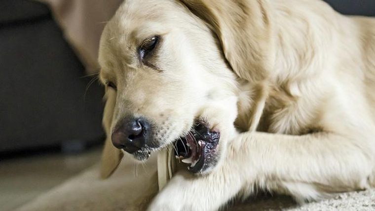 獣医師執筆 犬のガムおすすめ12選 誤飲の危険性や ガムの選び方 与え方もご紹介 ペトコト