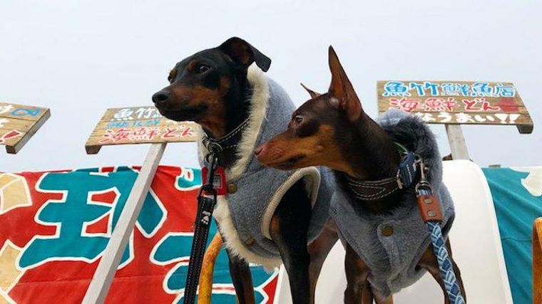 淡路島の犬連れokなおすすめドッグカフェ レストラン 海鮮を楽しめる店も ペトコト