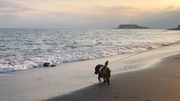 犬とお出かけ鎌倉編 鶴岡八幡宮や樹ガーデンなど人気のスポットを紹介 ペトコト