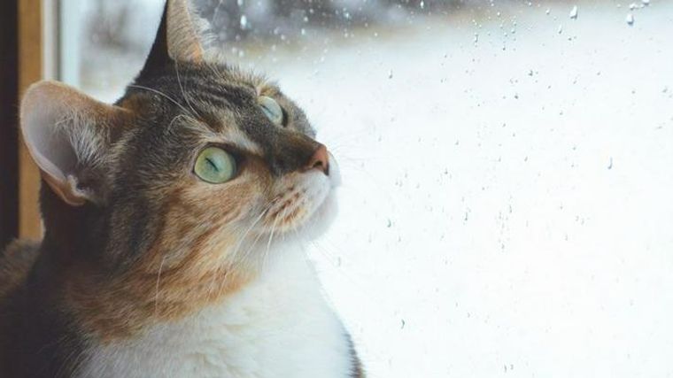 猫は雨が嫌い 雨の日に元気がない よく寝る理由などを紹介 ペトコト