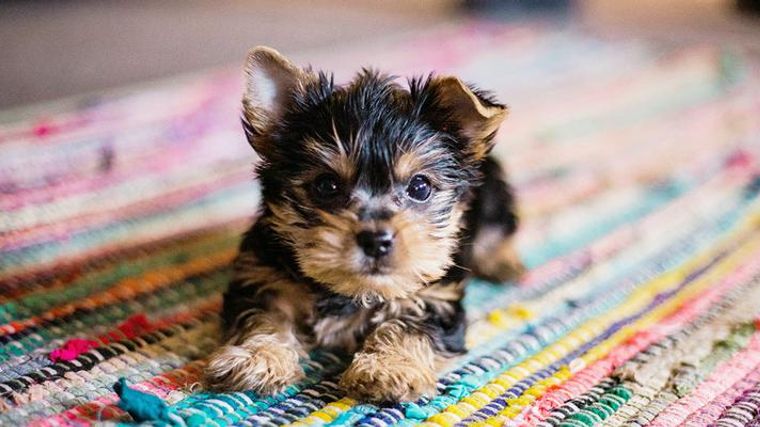 トリマー執筆 犬用コーム くし おすすめ7選 ダブルコートや大型犬など特徴別に使い方を紹介 ペトコト