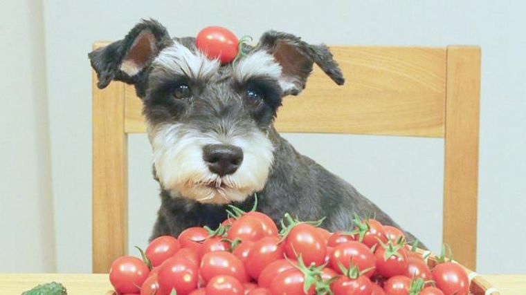 犬はトマトを食べても大丈夫 与え方やアレルギーについて 手作りごはんレシピなど紹介 ペトコト