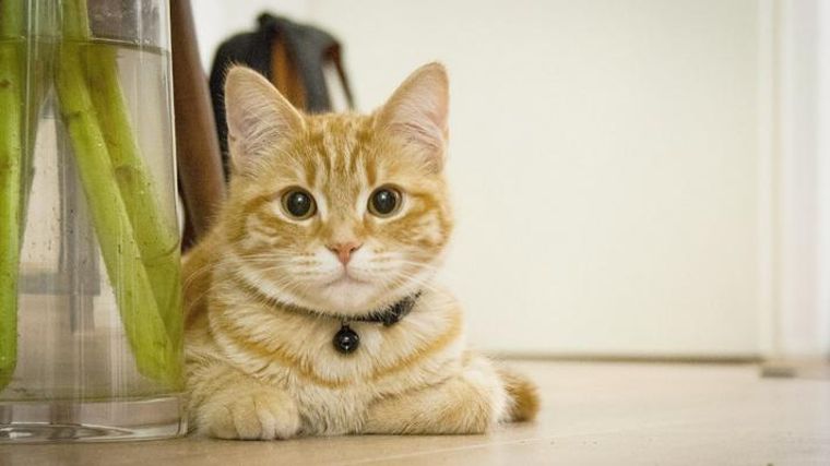 猫の縄張りの範囲はどれくらい 行動範囲や家をパトロールする理由を紹介 ペトコト