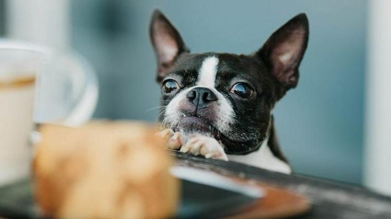 犬用ケーキ8選 人気のケーキや無添加のケーキ 手作りレシピなどを紹介 ペトコト 犬用ケーキ8選 人気のケーキや無添加のケーキ 手作りレシピなどを紹介 ペトコト