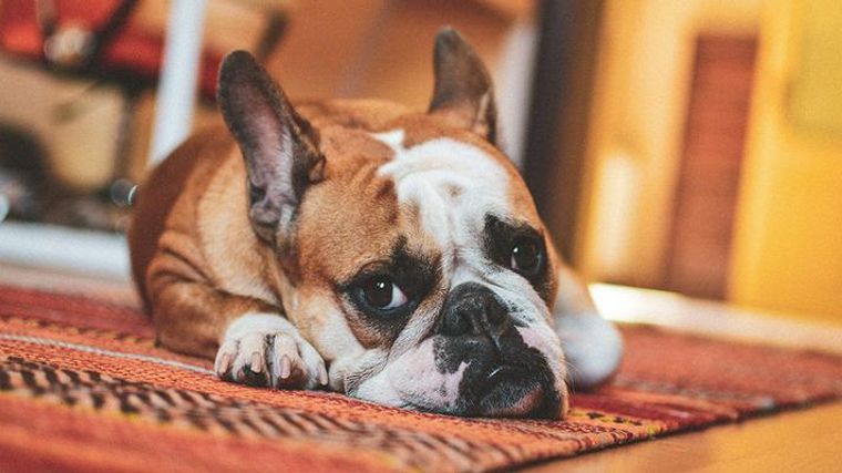 犬におすすめのカーペット7選 防水、消臭効果のあるものや滑りにくい