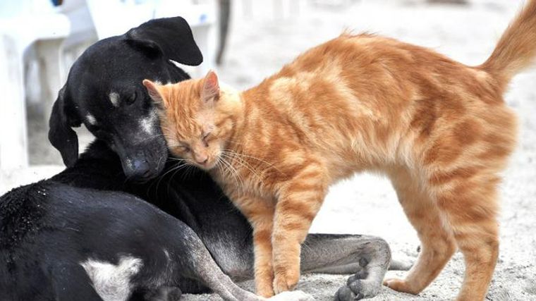 うちのこ肖像画　売り上げの一部を地元の犬猫保護団体に寄付させて頂きます うちのこ肖像画黒背景売り上げの一部を地元の犬猫保護団体に寄付