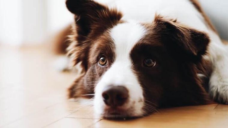 犬の粘液便とは 注意したい便の状態や原因などを獣医師が解説 ペトコト