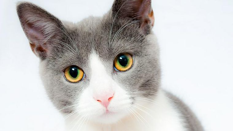猫の目の色は何種類 目の色が違う理由や性格 病気の疑いについて解説 ペトコト