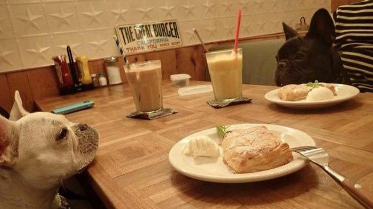 表参道 原宿エリアのおすすめドッグカフェ12選 愛犬とのランチやお茶に ペトコト