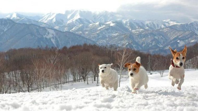 愛犬と雪遊びを楽しもう 注意点 防雪対策の服や靴 関東 関西の雪遊びスポットを紹介 ペトコト