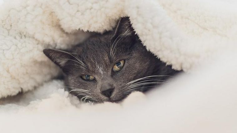 猫との冬の過ごし方！暖房器具や冬用ベッドを活用して乗り切ろう ペトコト