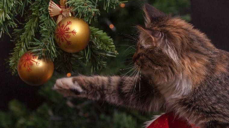 ツリーサンタ 茶トラ 玉乗り猫 クリスマス