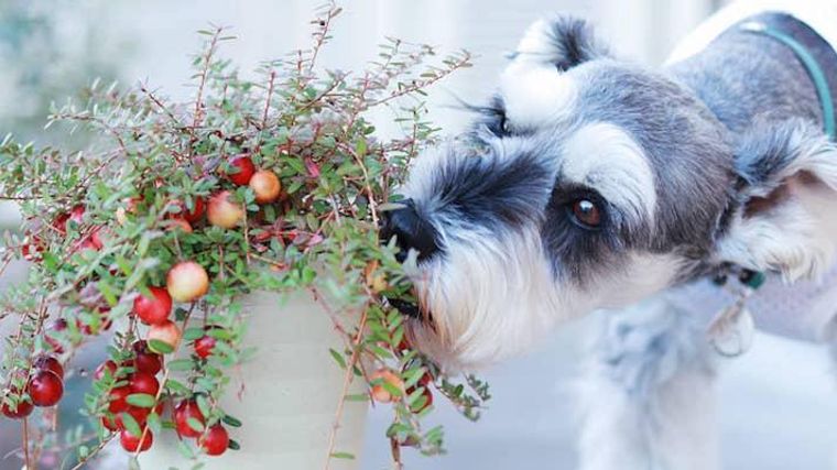 犬はクランベリーを食べても大丈夫 尿路結石や膀胱炎予防に効果的 ただし注意点も ペトコト