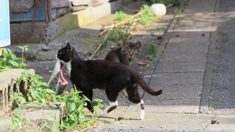 猫は魚を食べても大丈夫 魚の成分や与える時の注意点を解説 ペトコト