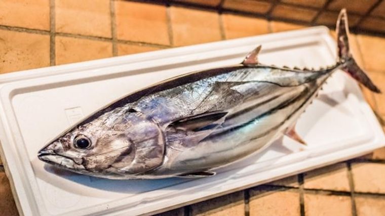 最高のコレクション カツオ 青魚ですか 壁紙美的日本