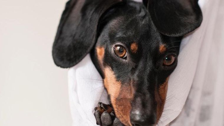 犬が首を振るのはなぜ 理由や対策 頭を揺らす原因などを獣医師が解説 ペトコト 犬が首を振るのはなぜ 理由や対策 頭を揺らす原因などを獣医師が解説 ペトコト