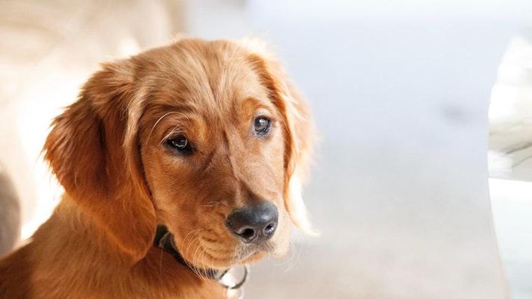 犬にかさぶたができる原因や病気とは 取ろうとする場合の対処法などを獣医師が解説 ペトコト