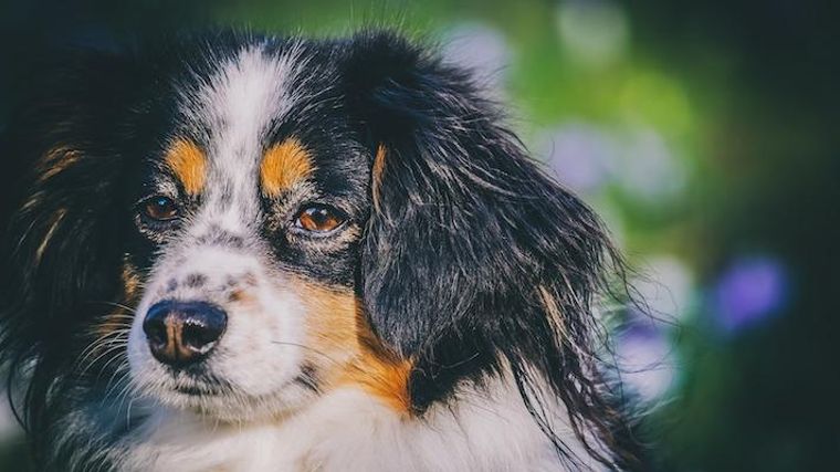 獣医師監修 犬が吐血した場合に考えられる原因は 病気のリスクや対処法などを解説 ペトコト