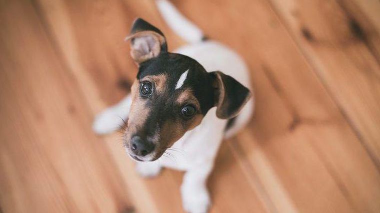 【トレーナー解説】犬のカーミングシグナルとは？愛犬のしぐさ 