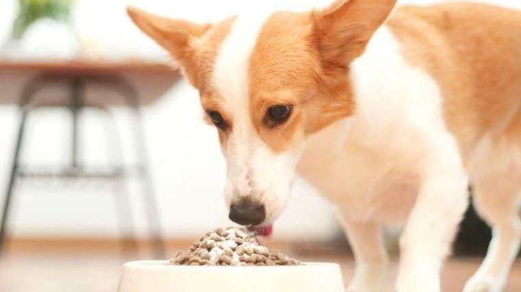 犬と猫の関節のサプリメントは効果がある 海外研究から獣医師が解説 ペトコト