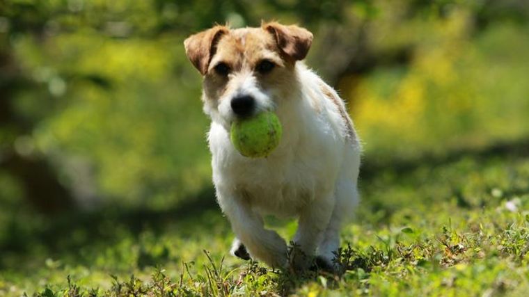 犬がボール遊びをしないのはなぜ 好きな理由 興味がない理由や遊び方を紹介 ペトコト