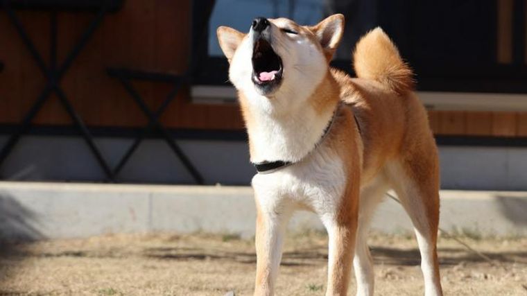 犬の無駄吠えをやめさせるためのしつけをトレーナーが解説 吠える理由や対策を紹介 ペトコト