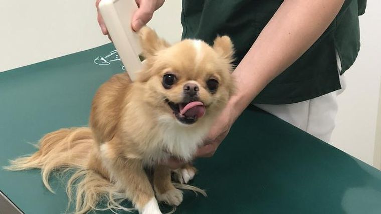 愛犬にマイクロチップは入れてますか メリット デメリット 利用方法を解説 ペトコト
