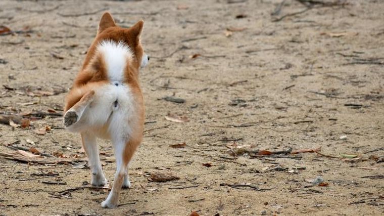 犬が後ろ足で蹴る意味とは 病気の可能性や注意点を解説 ペトコト