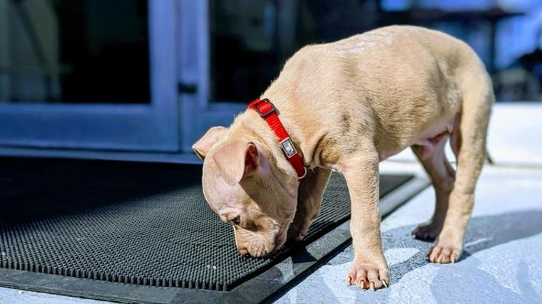 犬の拾い食いをやめさせるためのしつけとは 拾い食いする理由や危険性をドッグトレーナーが解説 ペトコト 犬の拾い食いをやめさせるためのしつけとは 拾い食いする理由や危険性をドッグトレーナーが解説 ペトコト