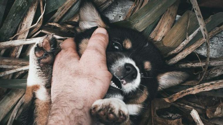 犬が飼い主を突然噛むようになった 原因や対処法を獣医師が解説 ペトコト