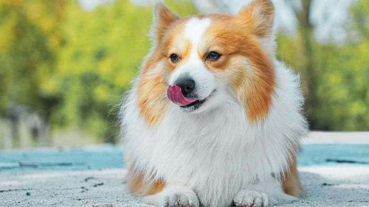 犬の食糞をやめさせる方法を獣医師 ドッグトレーナーが解説 怒るのではなく楽しんで ペトコト