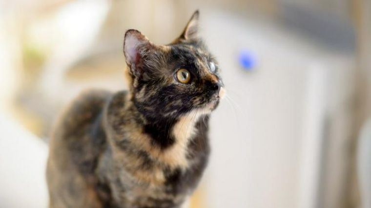 サビ猫ってどんな性格 特徴 迎え方 幸運を運んでくる所以などを解説 ペトコト