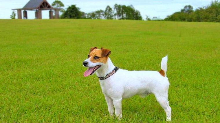 ジャックラッセルテリアのカットスタイル 頻度や料金 自宅カットの方法をトリマーが解説 ペトコト