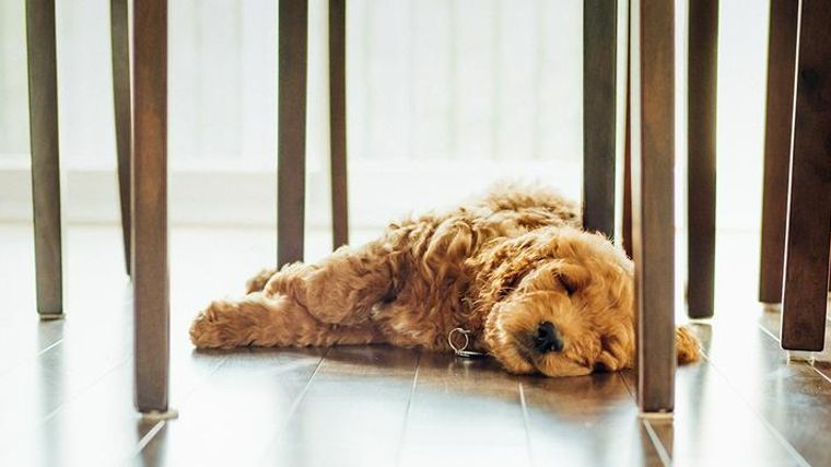 愛犬が夏バテ 食欲がない 元気がないなどの症状や対策について解説 ペトコト
