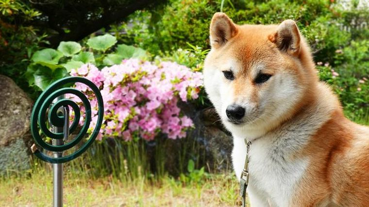 犬に蚊取り線香は大丈夫 煙の害や誤飲などの注意点や虫よけグッズを紹介 ペトコト