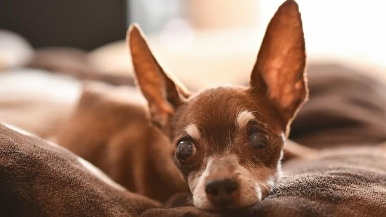 犬の正常な耳垢とは 異常の見分け方などを獣医師が解説 ペトコト