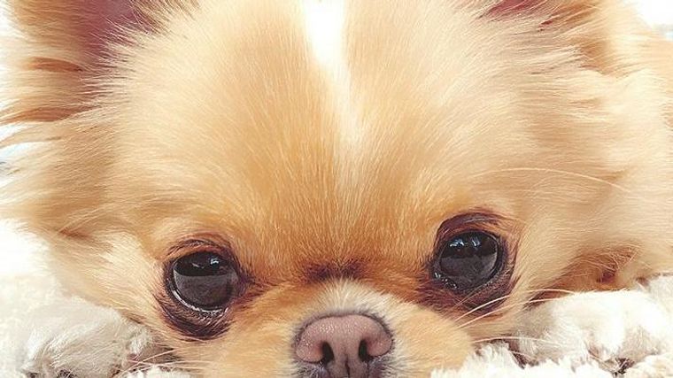 犬の目 まぶた が腫れている場合に考えられる原因を獣医師が解説 ペトコト