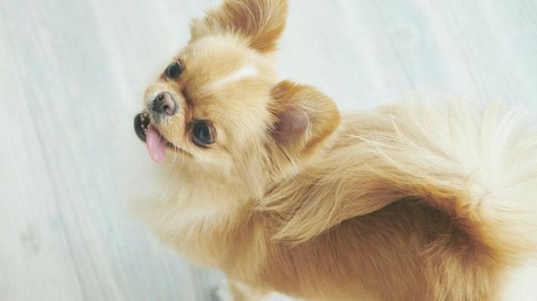 犬のアレルギー検査で何がわかる ドッグフード選びに生かす方法を解説 獣医師監修 ペトコト