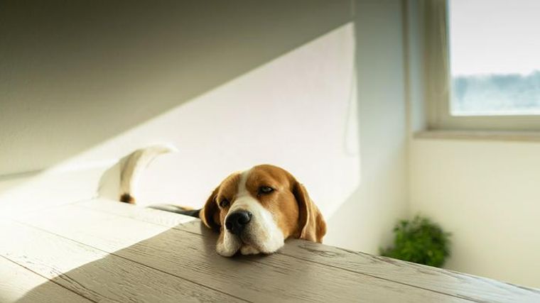 犬がフンとため息をする意味とは 犬の気持ちや隠された病気の可能性を解説 ペトコト