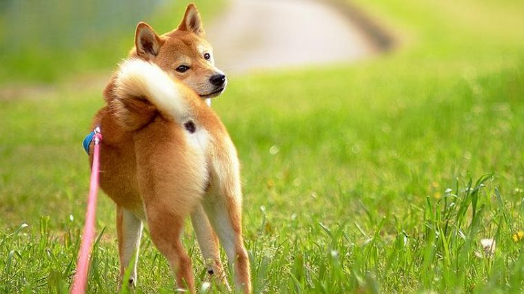 柴犬は小型犬か中型犬か 賃貸マンションはngなケースも ペトコト