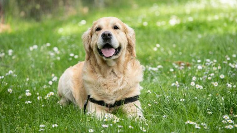 トレーナー・獣医師監修】大型犬の種類とは？犬種ごとの特徴と飼いやすさを解説 | ペトコト（PETOKOTO）