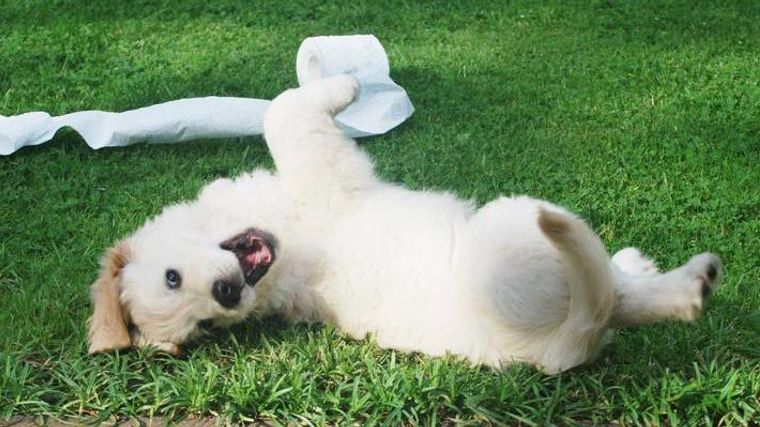 犬がティッシュを食べてしまったら その危険性と対策 ペトコト